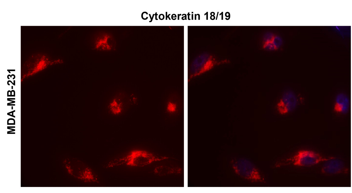 IR236-890 anti-Cytokeratin 18/19 antibody ICC/IF image