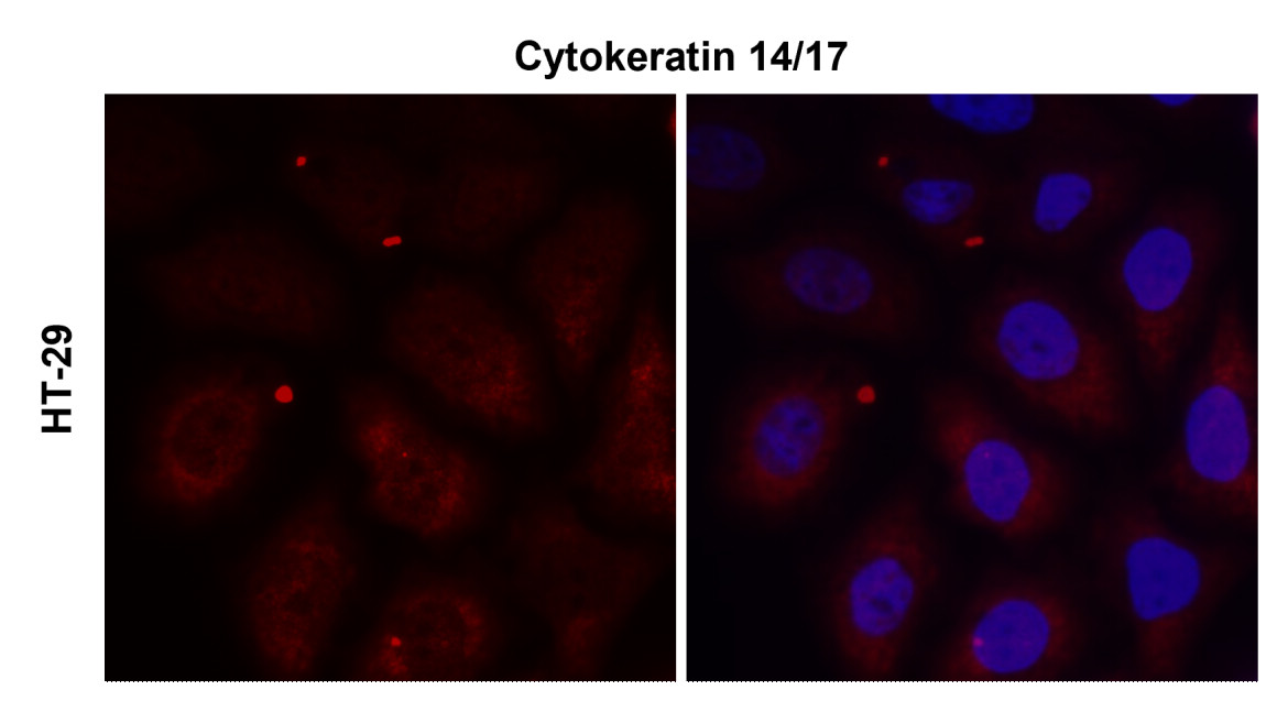 IR235-880 anti-Cytokeratin 14/17 antibody ICC/IF image