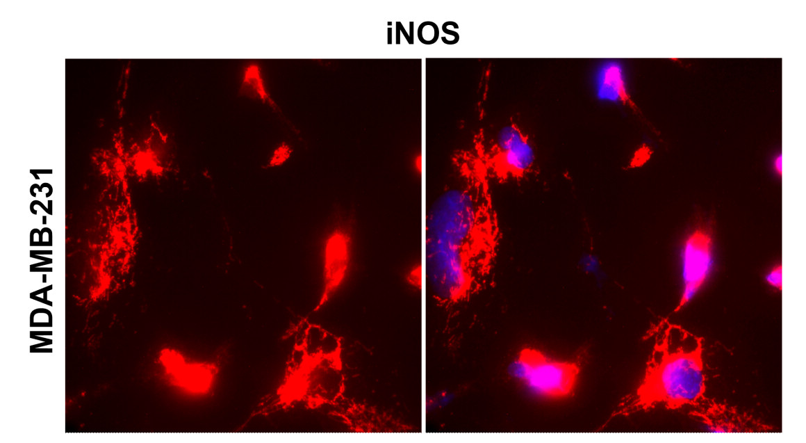 IR231-856 anti-iNOS antibody ICC/IF image