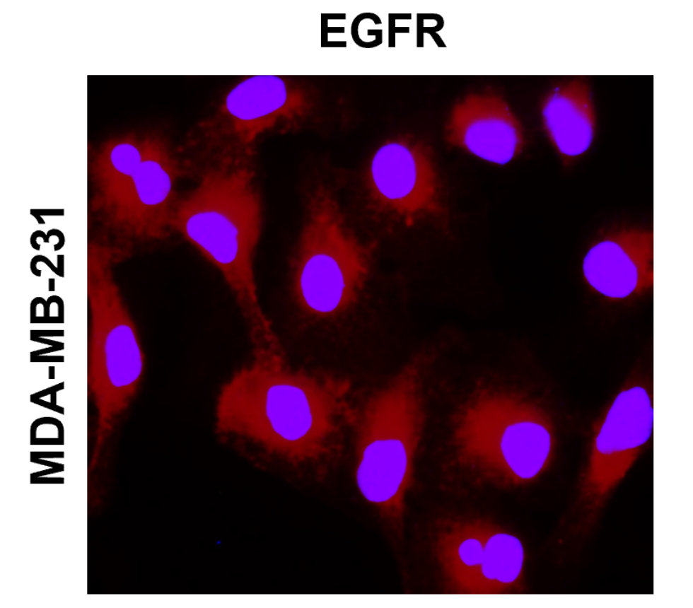 IR211-769 anti-EGFR antibody ICC/IF image