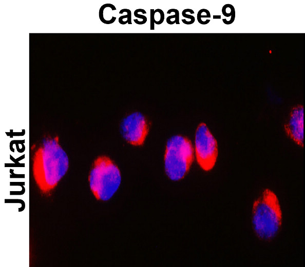 IR100-414 anti-Caspase 9 cleaved Asp315 antibody ICC/IF image