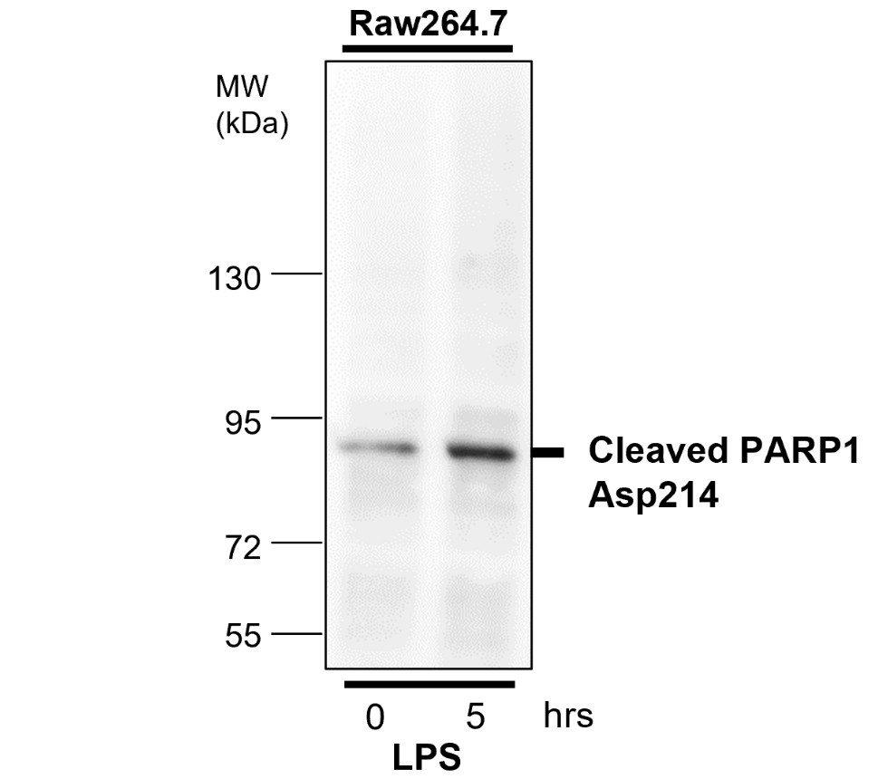 IR101-420 anti-PARP cleaved antibody_RAW264.7 WB image