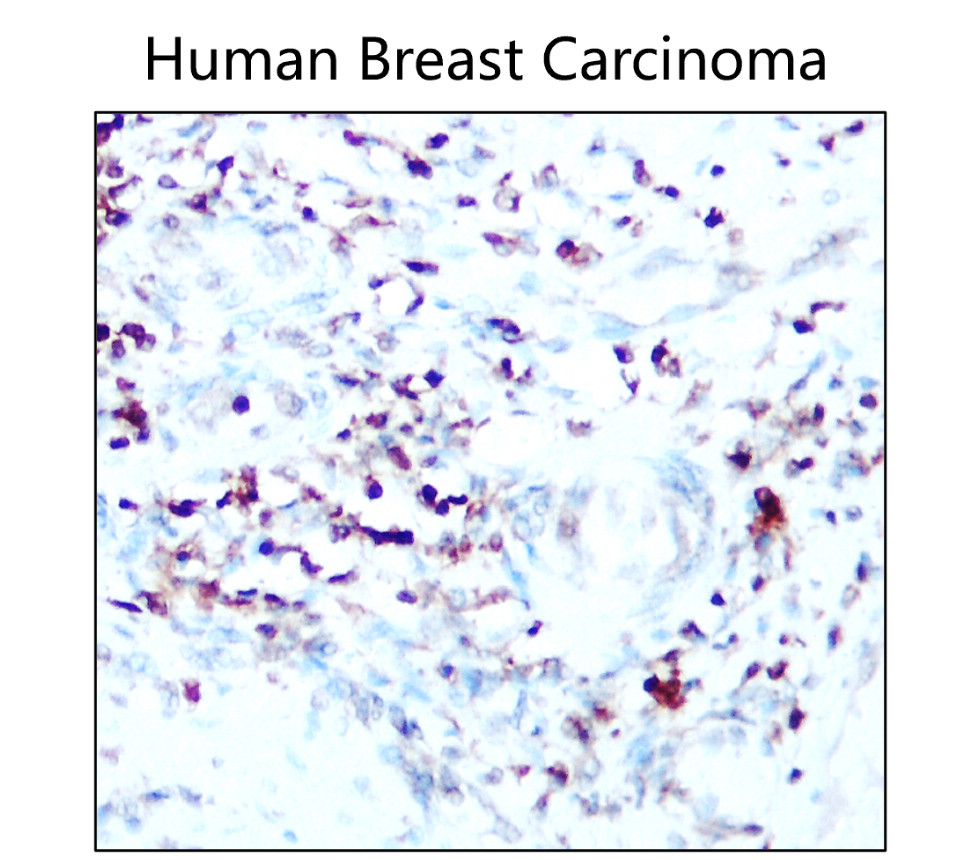 IR167-643 anti-PD-L1 antibody IHC image