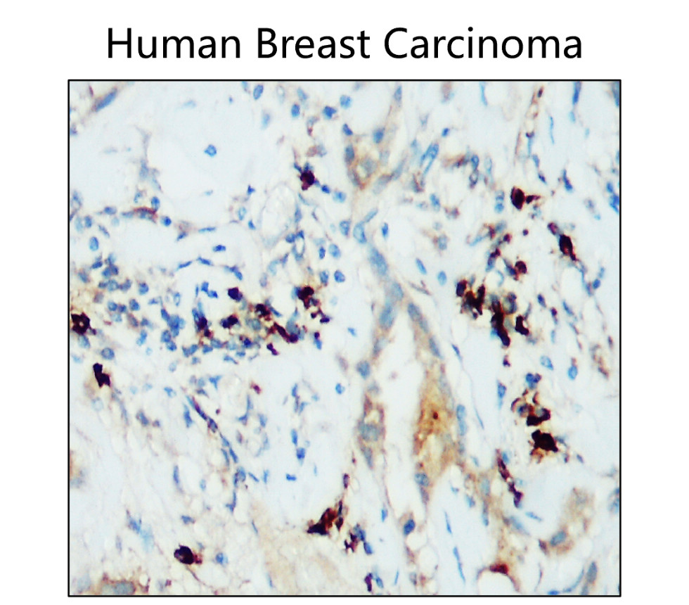 IR167-643 anti-PD-L1 antibody IHC image