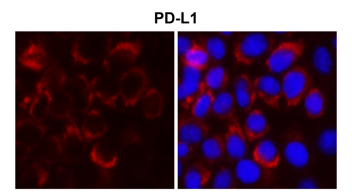 IR167-643 anti-PD-L1 antibody ICC/IF image