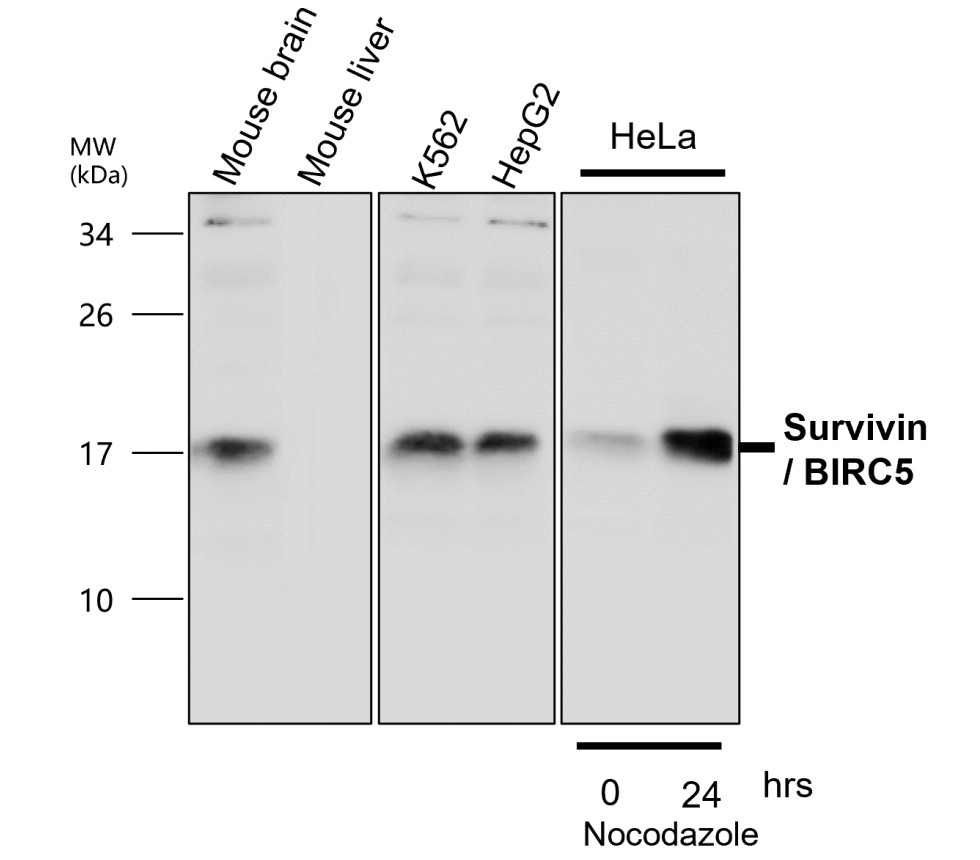 IR102-426 anti-Survivin / BIRC5 antibody WB image