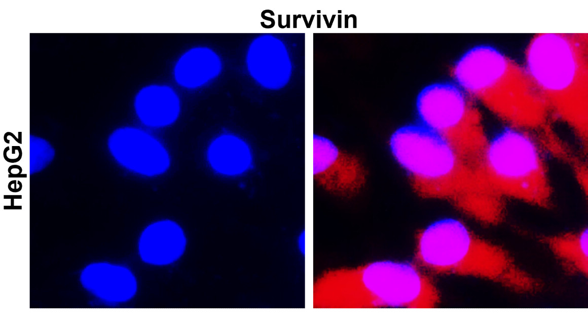 IR102-426 anti-Survivin / BIRC5 antibody _HepG2 ICC/IF image