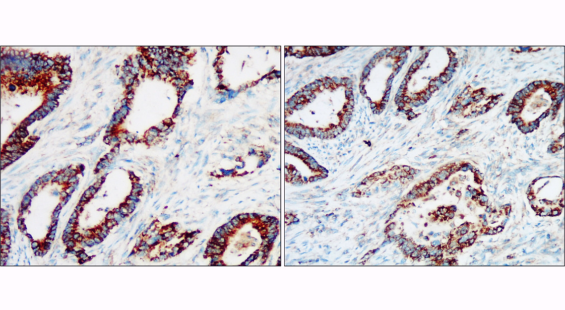 IR105-435 anti-Cytochrome C antibody IHC image