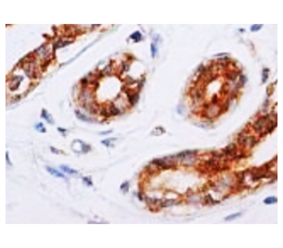 IR133-535 anti-eIF2 alpha antibody IHC image