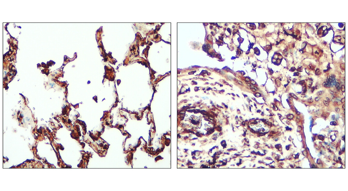 IR132-533 anti-ATF6 antibody IHC image