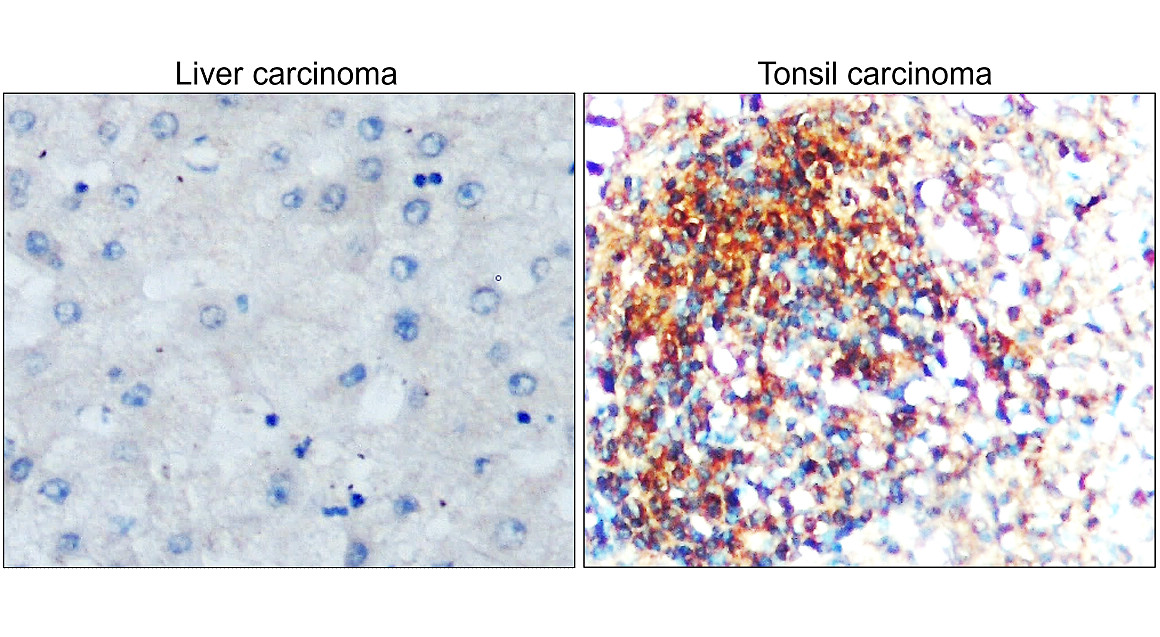 IR327-1032 anti- Toll-like Receptor 7 antibody IHC image