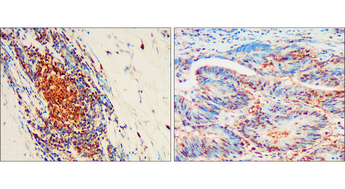 IR30-79 anti- CD133 / Prominin-1 antibody IHC image