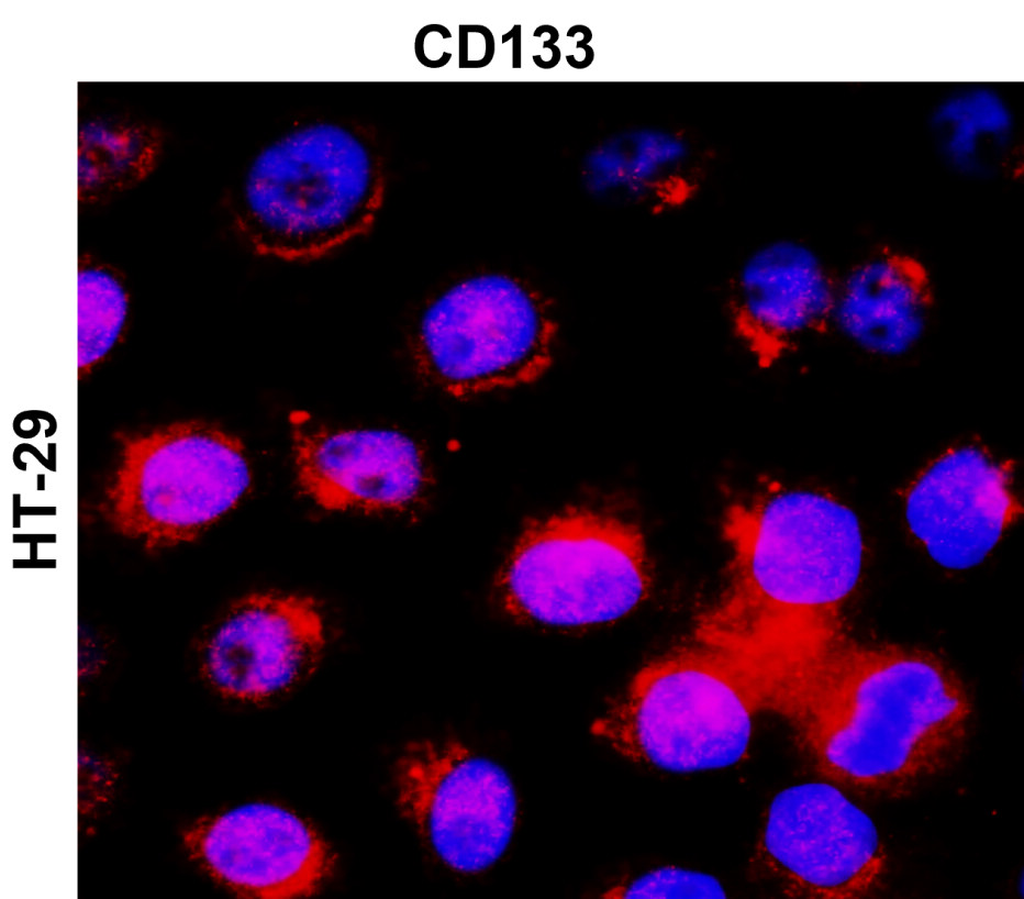 IR30-79 anti- CD133 / Prominin-1 antibody ICC/IF image