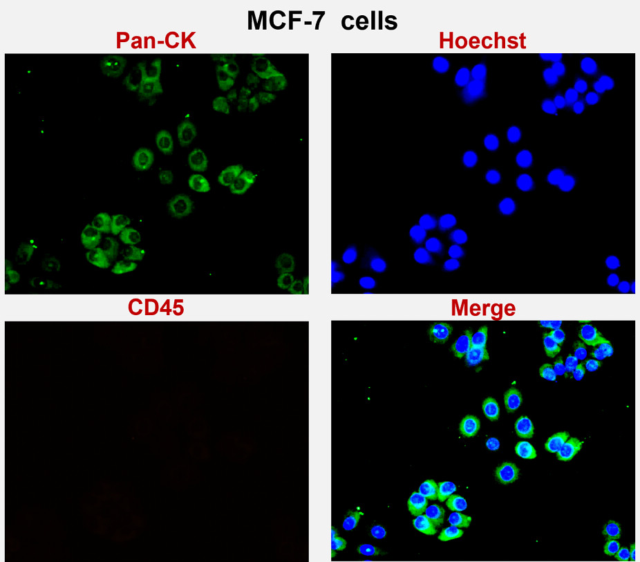 IR222-861 anti-pan Cytokeratin antibody ICC/IF image