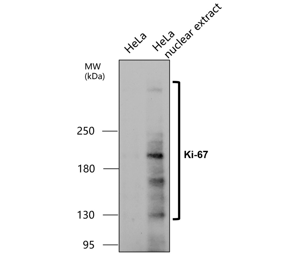 IR212-772 anti- Ki-67 antibody WB image