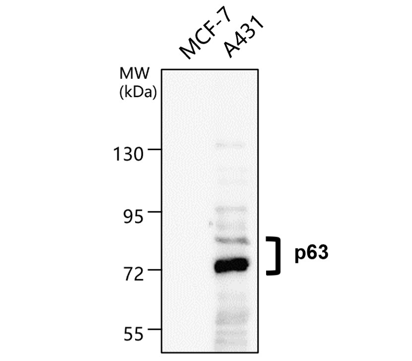 IR205-742 anti- p63 antibody WB image