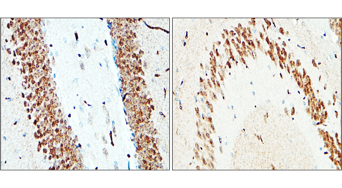 IR20-56 anti-NeuN antibody IHC image