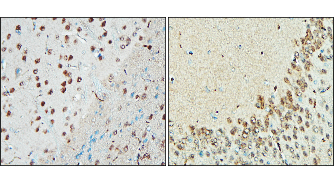 IR20-56 anti-NeuN antibody IHC image