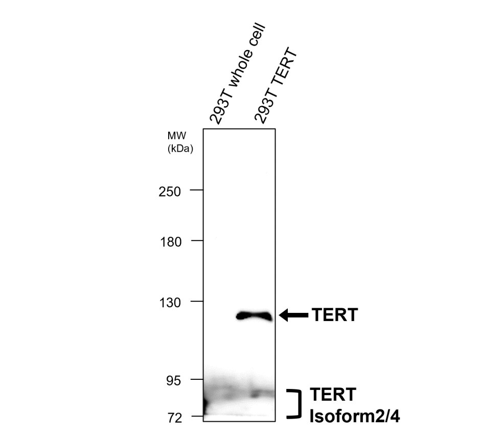 IR356-2 anti-TERT antibody WB image