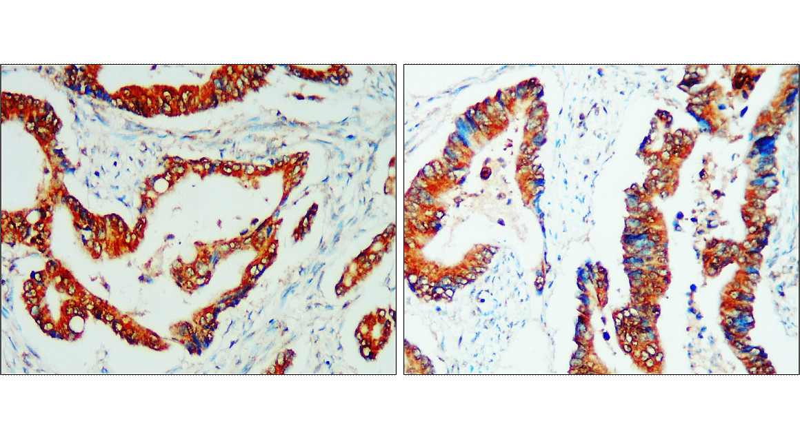 IR30-79 anti- CD133 / Prominin-1 antibody IHC image