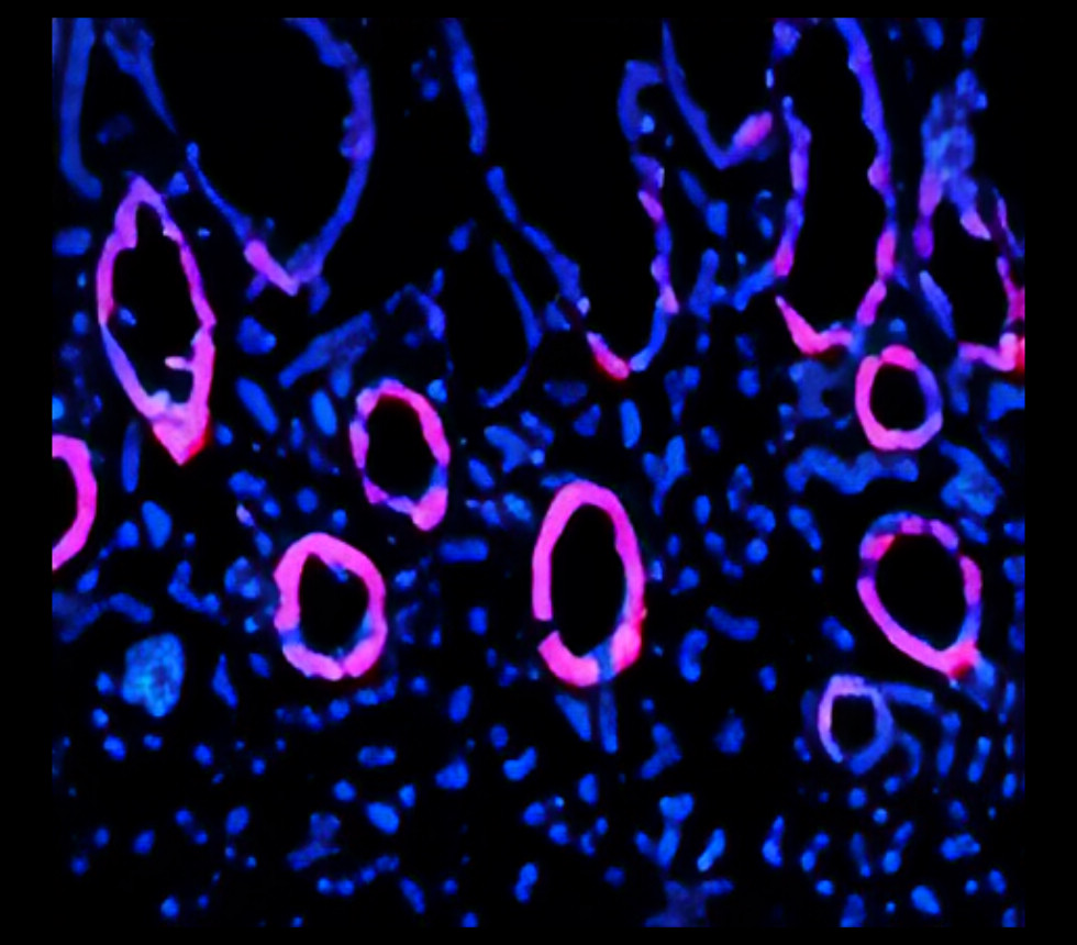 Customer feedback Image IRM002 anti-PCNA antibody IHC-Fr image