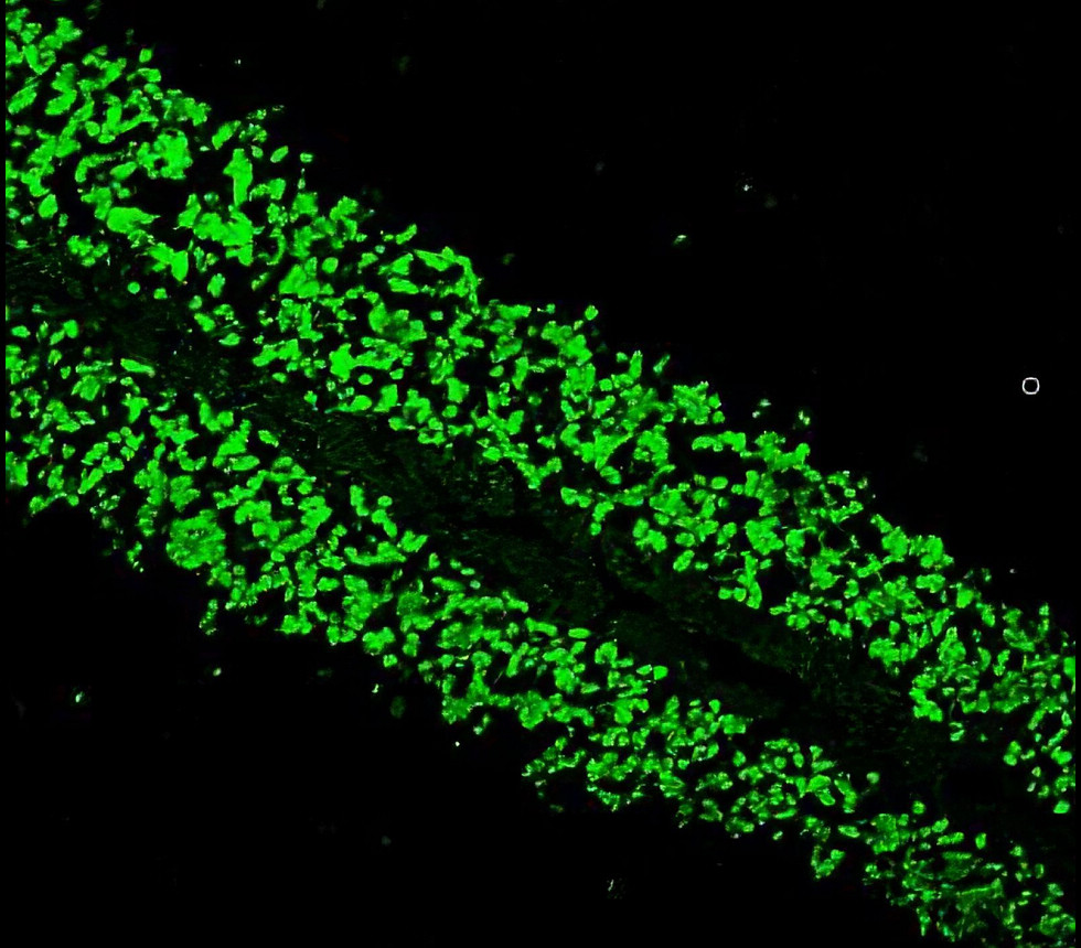 IR20-56-FITC anti-NeuN (FITC conjugated)  antibody IF image