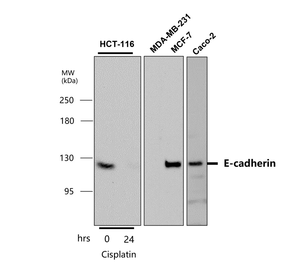 E-cadherin antibody