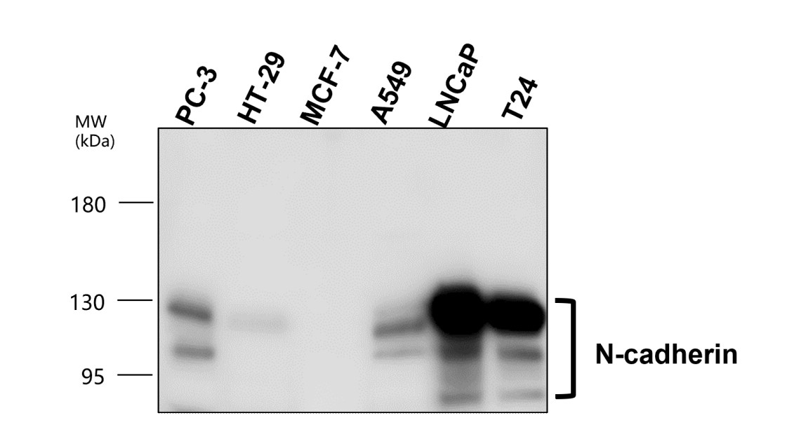 N-cadherin antibody