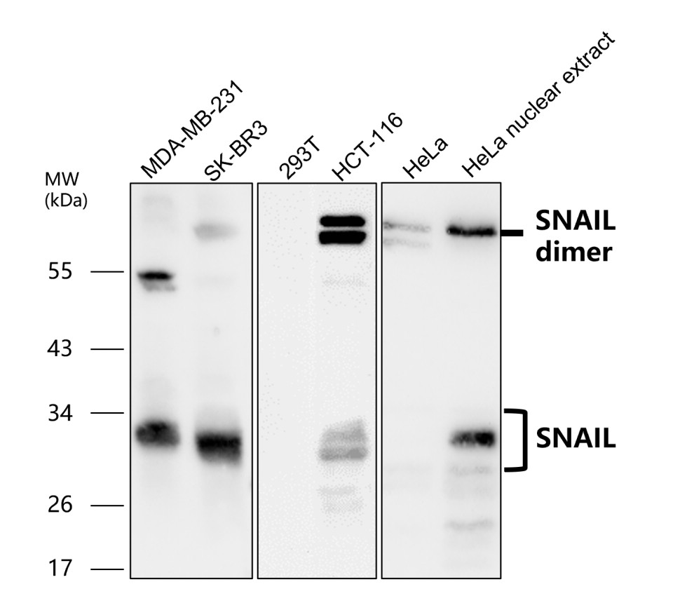 Snail antibody