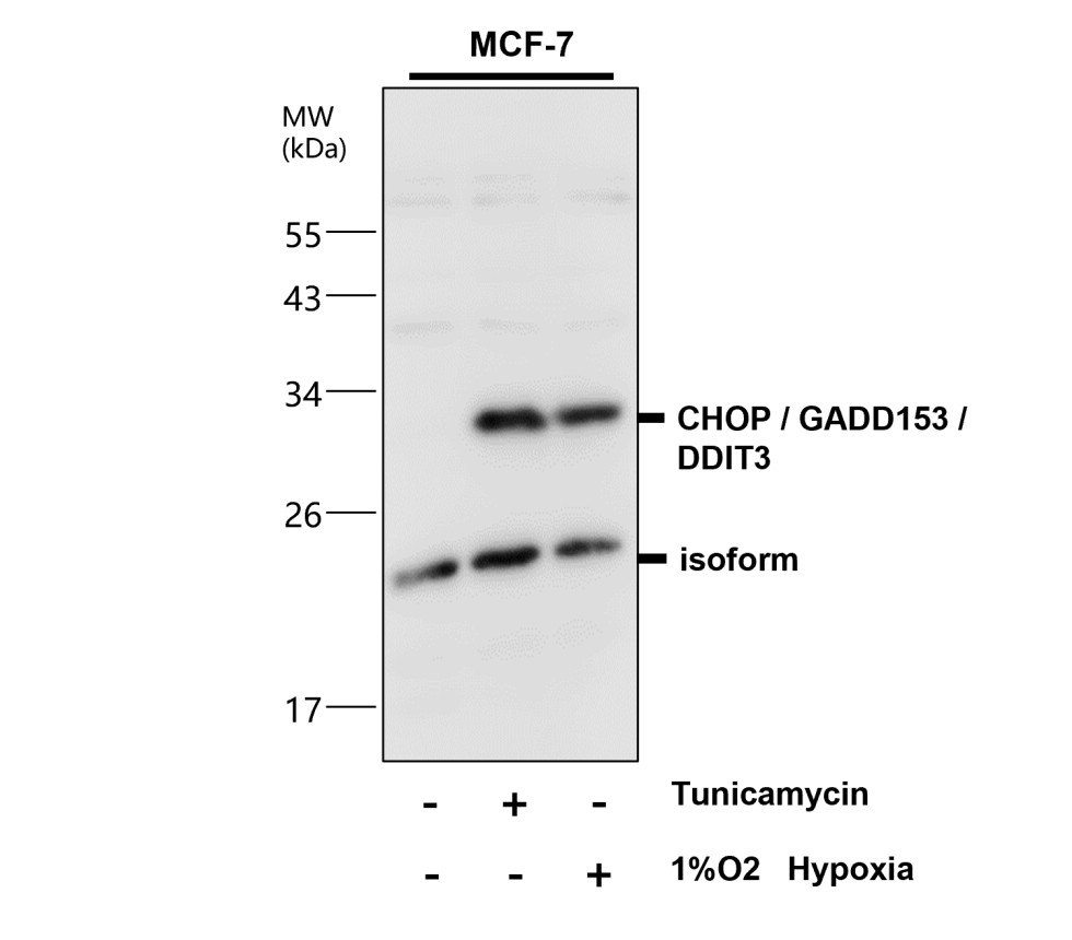 CHOP antibody