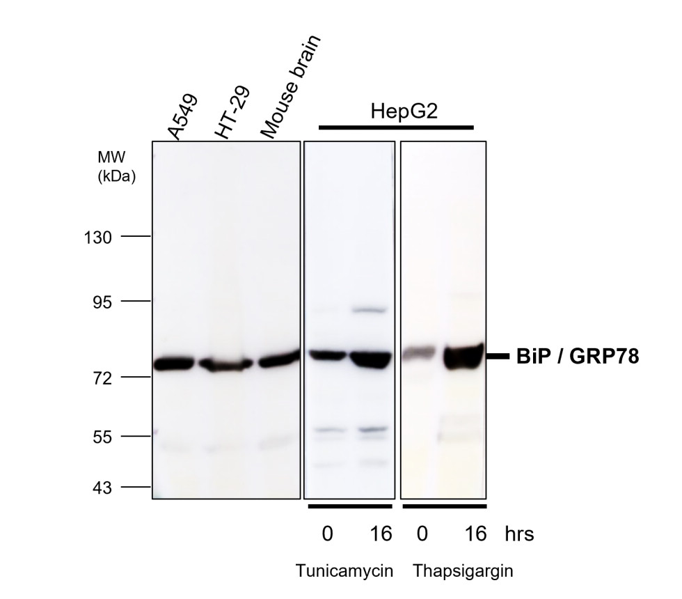 BiP / GRP78 antibody