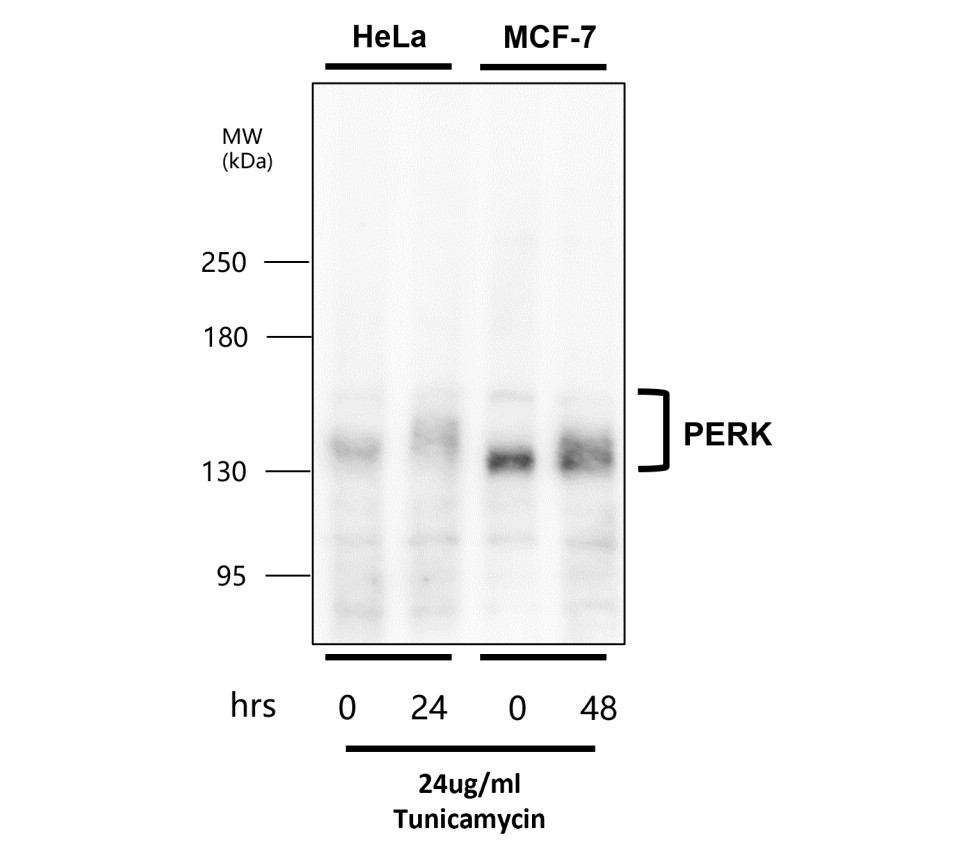 PERK antibody