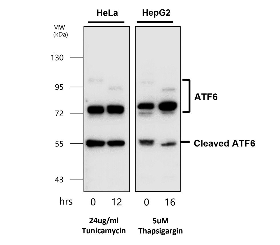 ATF6 antibody