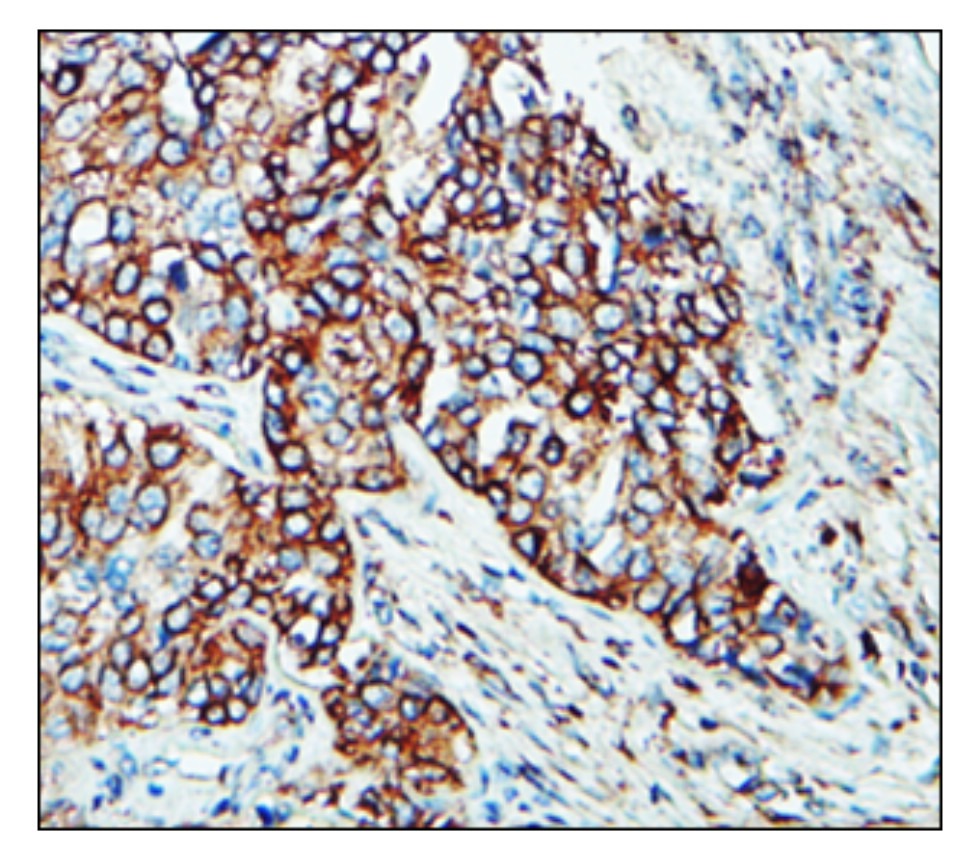 CD142 / Tissue Factor antibody