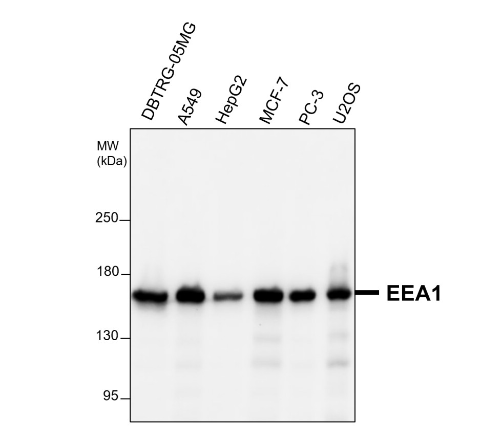 EEA1 antibody