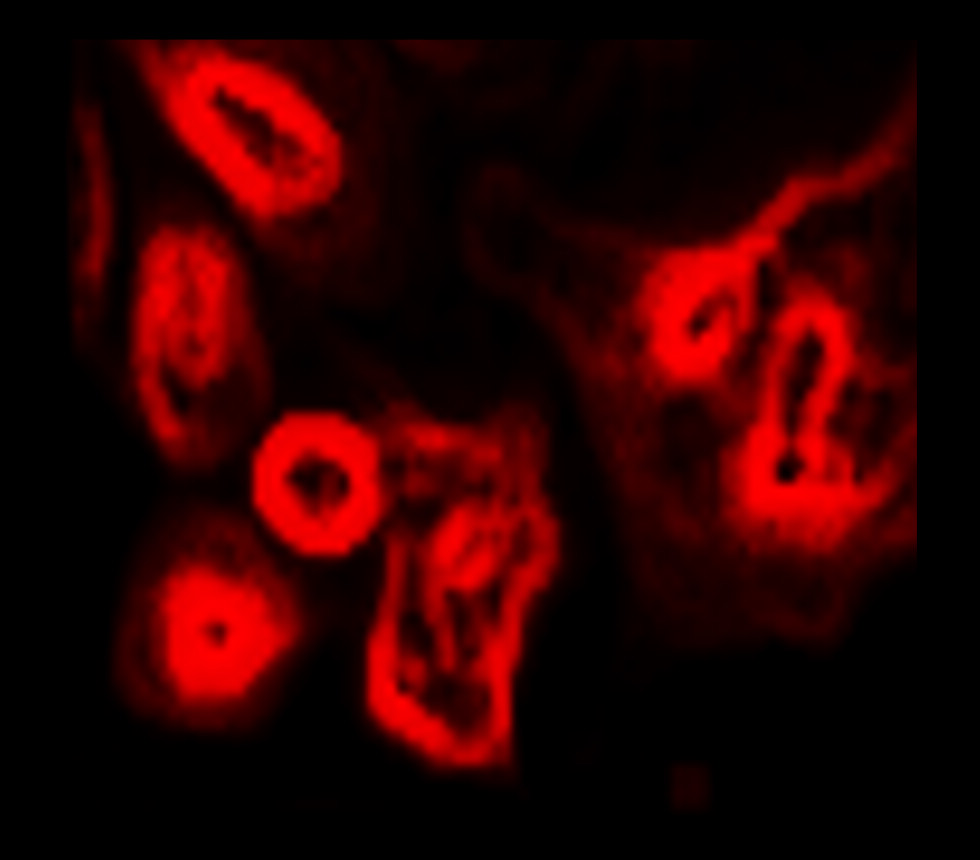 LAMP2, monoclonal antibody