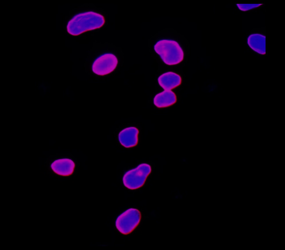 Lamin B1 antibody