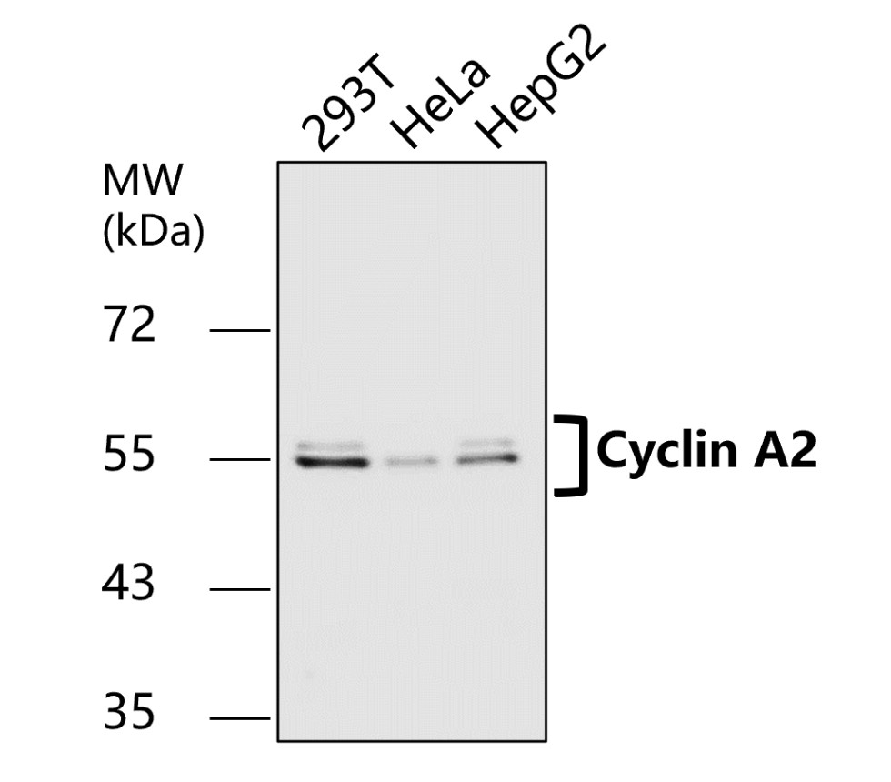 Cyclin A2 antibody