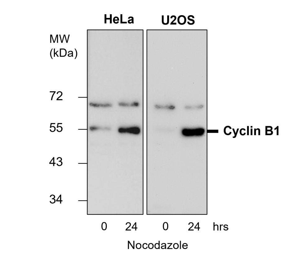 Cyclin B1 antibody