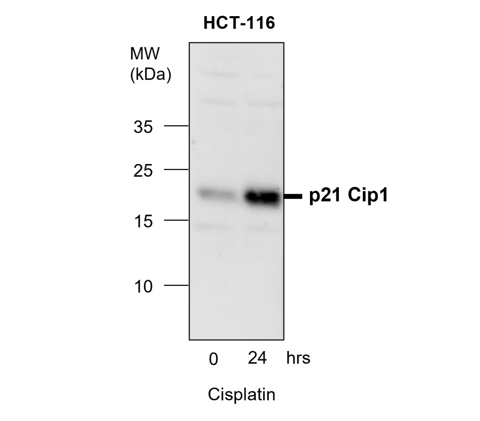 p21 antibody