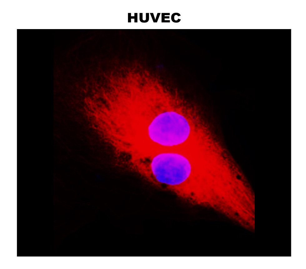 Beta-tubulin antibody