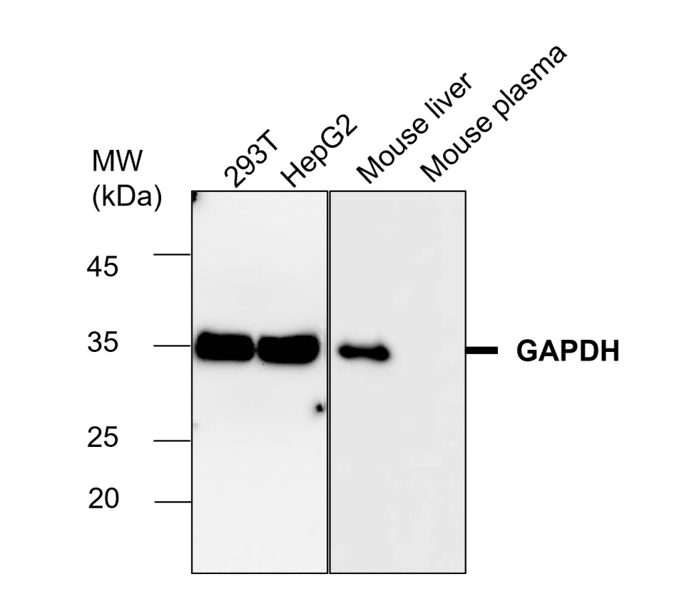 GAPDH antibody