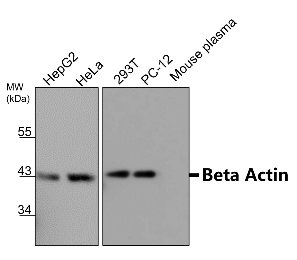 Beta-actin antibody