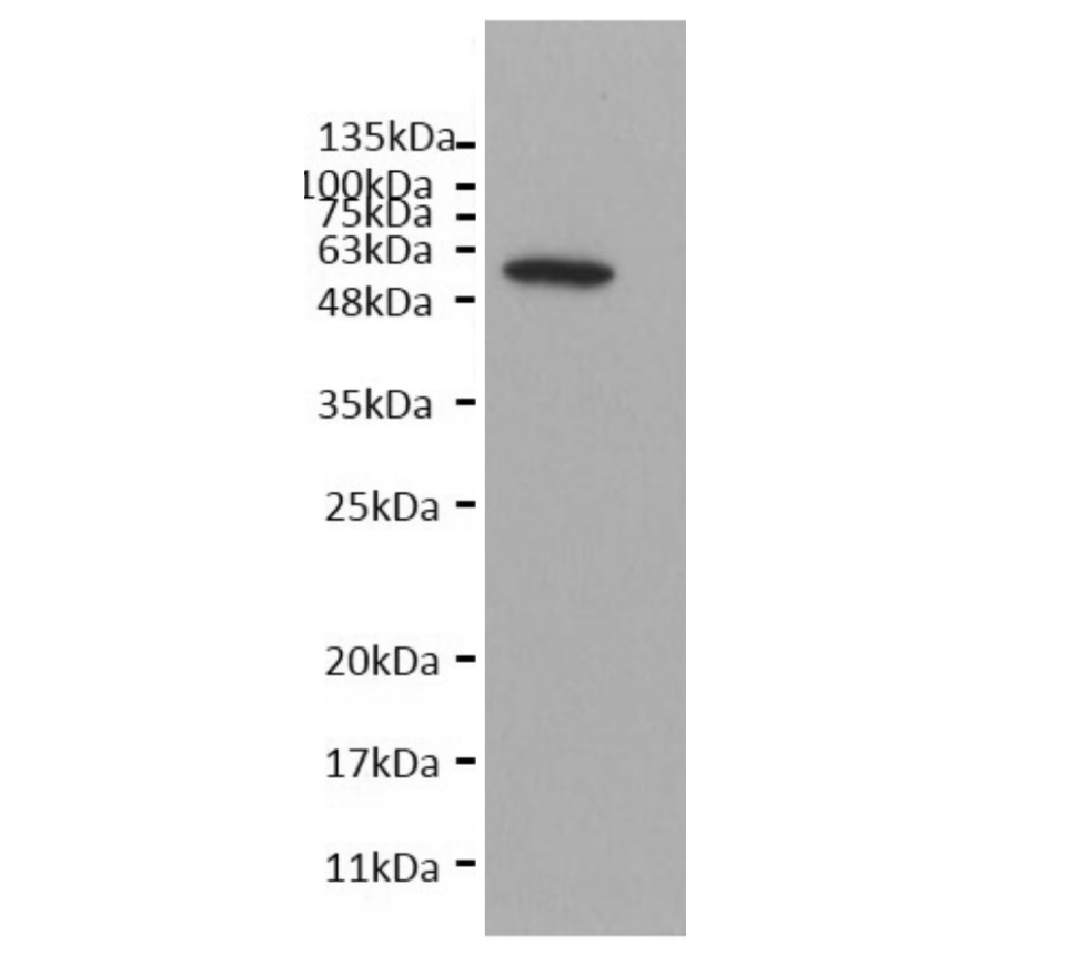 Alpha-tubulin monoclonal