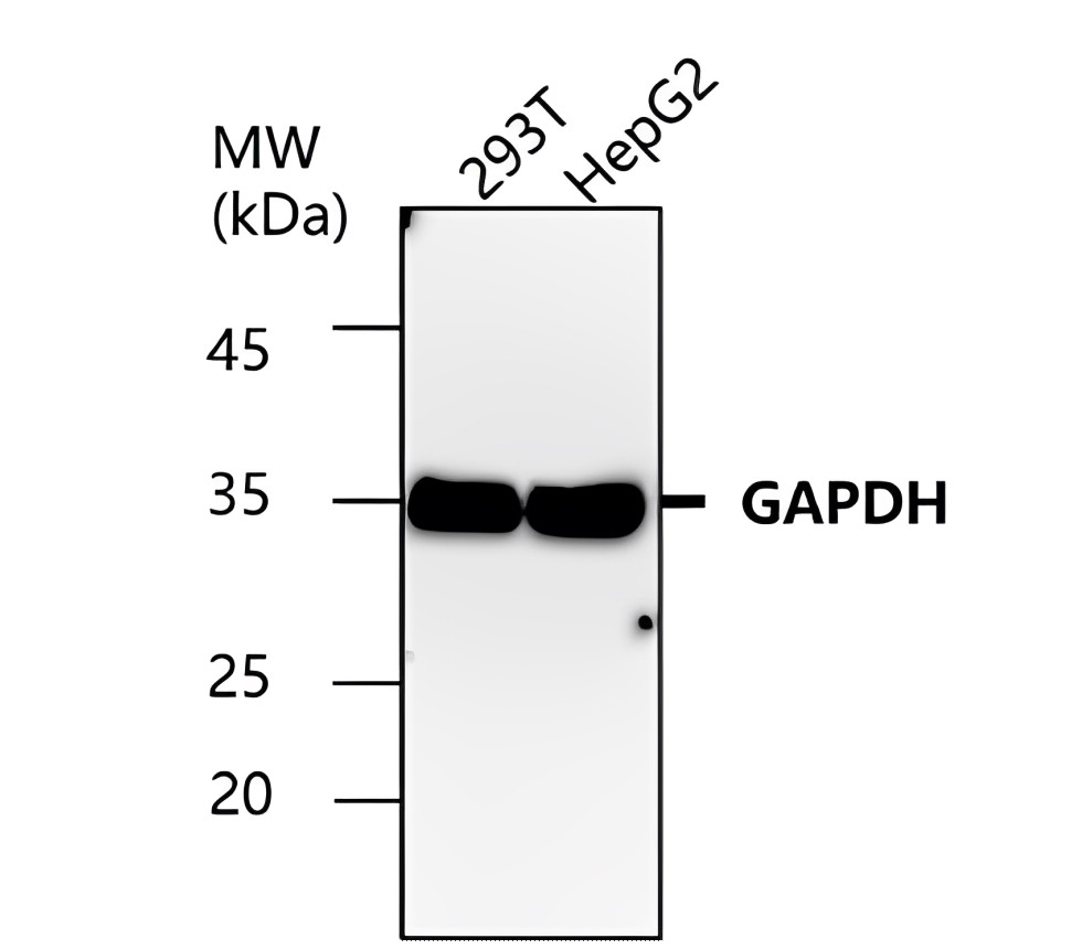 Goat anti-rabbit IgG (H+L), HRP