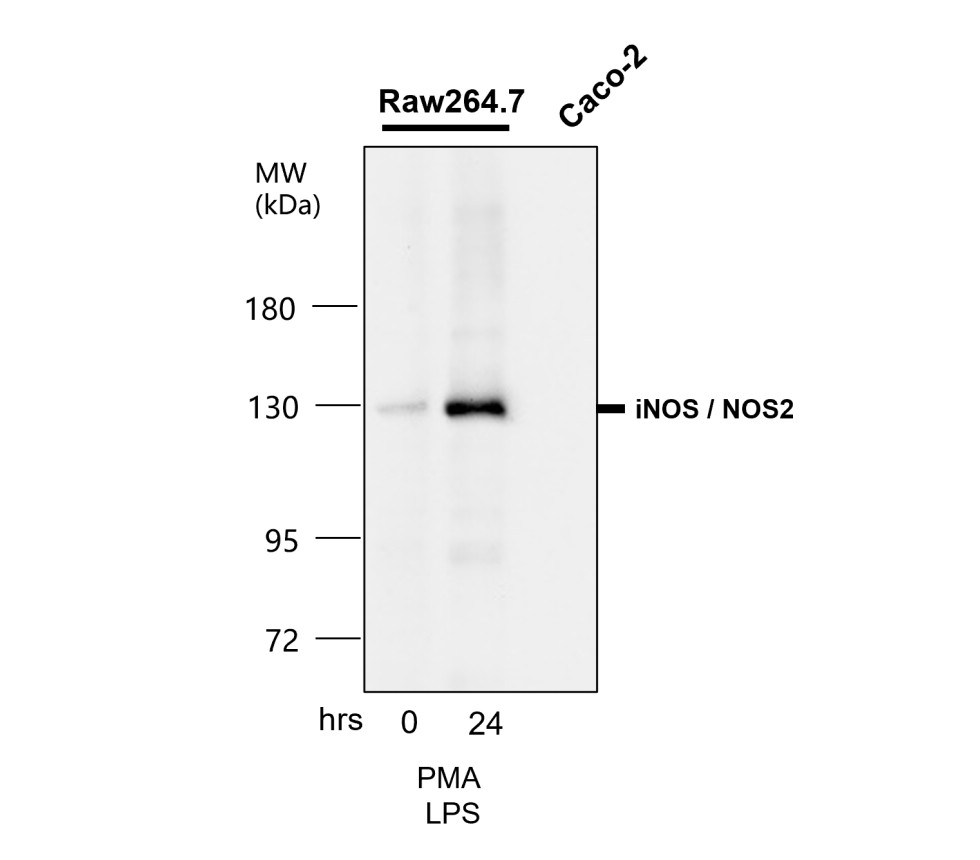 iNOS antibody