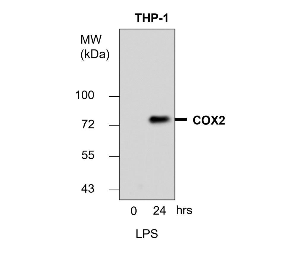 COX2 antibody