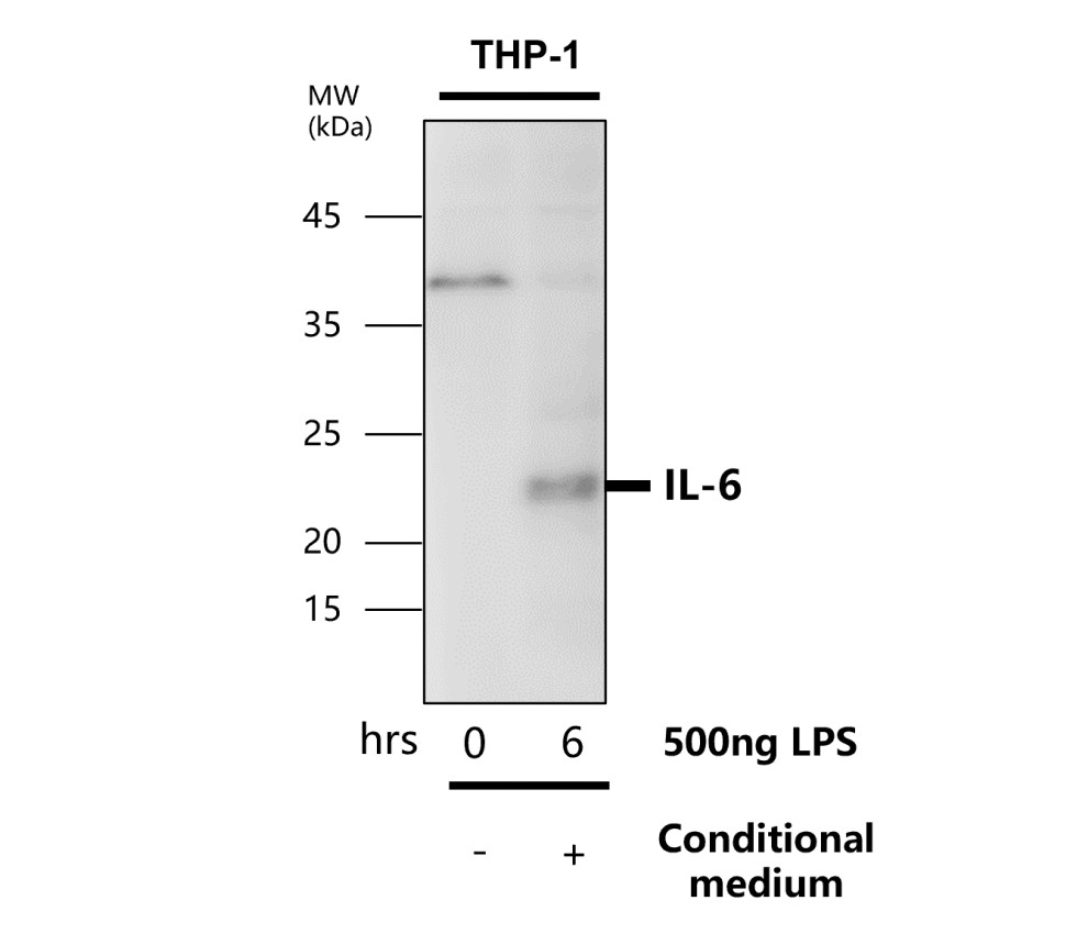 IL-6 antibody