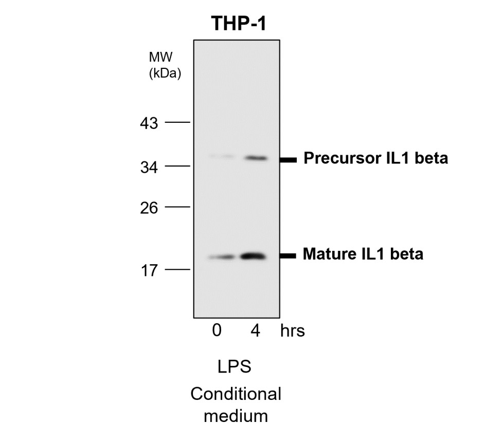 IL-1 beta antibody