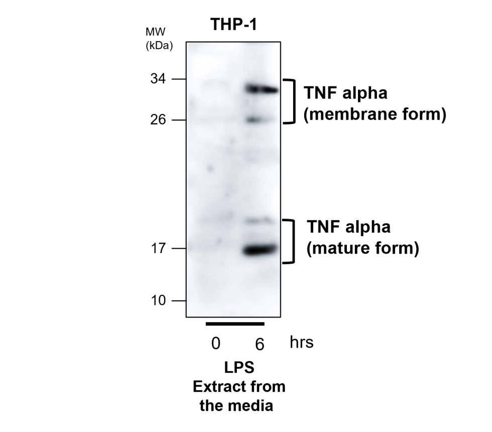 TNF alpha antibody